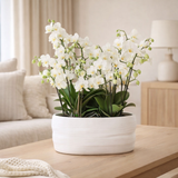 Orchidées de Colibl | Des orchidées blanches fixées dans le plat de commo incl. Réservoir d'eau | Trois orchidées Lausan blanches 12cm | Mono Buquet blanc avec réservoir d'eau autonome en situation
