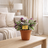 Tradescantia Nanouk - Ø15cm - ↕25cm en situation