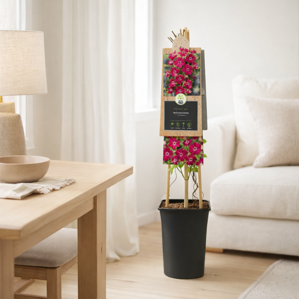 Clematis vit. «Rubra '+3.0 Label - Ø17cm - ↕75cm en situation