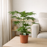 Fatsia japonica - Ø19cm - ↕70cm en situation