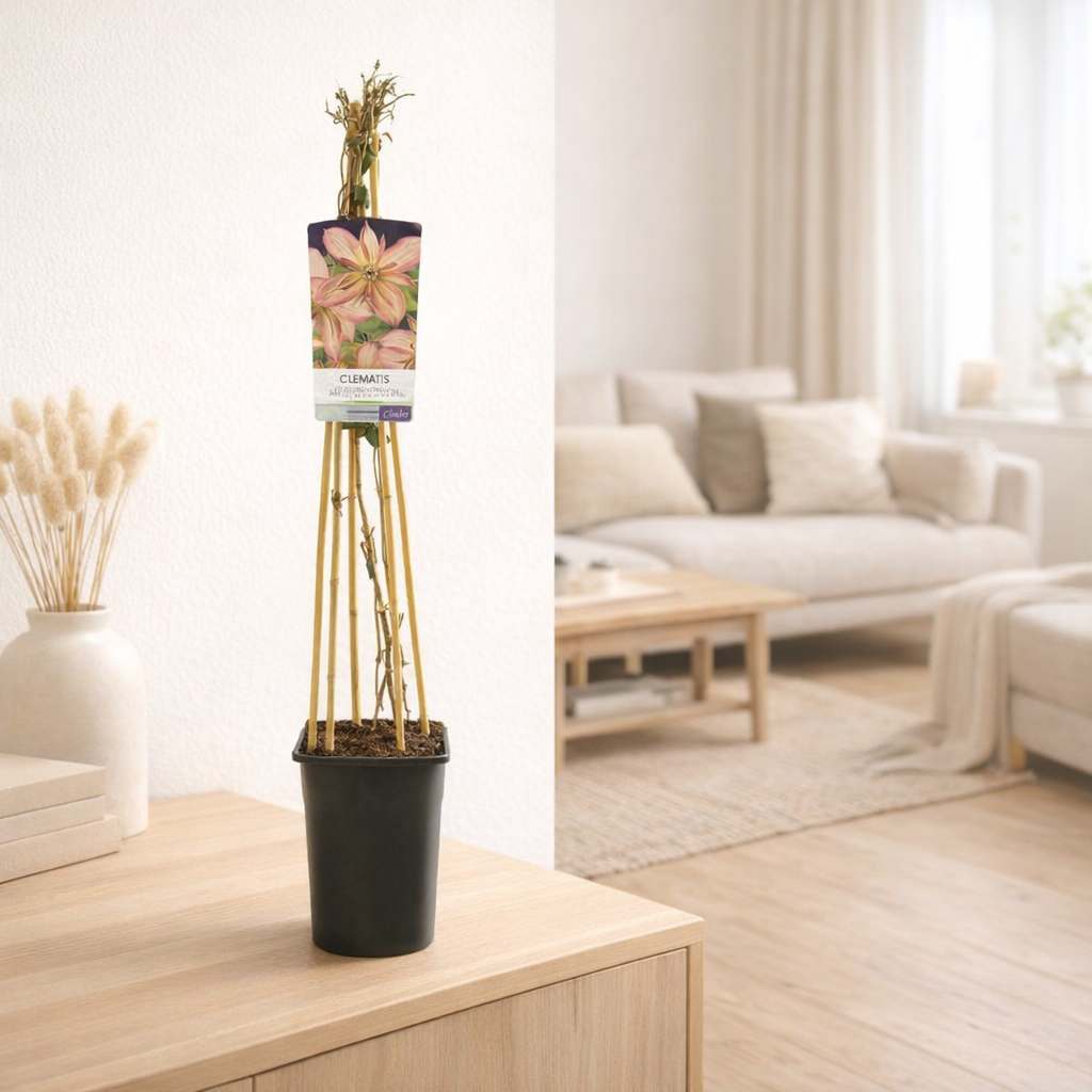 Clématite Montana 'Marjorie' - Ø17 cm - ↕75 cm en situation