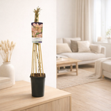 Clématite Montana 'Marjorie' - Ø17 cm - ↕75 cm en situation