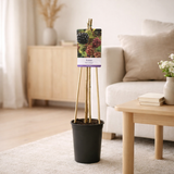 Rubus 'Himalaya' + Light Label - Ø17cm - ↕75cm en situation