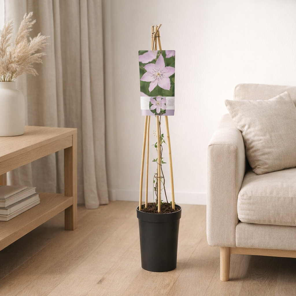 Clématite 'Hagley Hybrid' - Ø17 cm - ↕75 cm en situation
