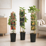 Mélange de petits fruits à baies - Ø17 cm - ↕75 cm en situation