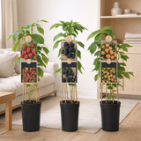 Mélange mûre et framboise - Ø17 cm - ↕75 cm en situation