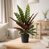 Calathea lancifolia remarquable - Ø14cm - ↕45cm en situation