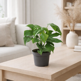 Philodendron Minima - Ø12cm - ↕25cm en situation