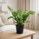 Begonia Nest - Ø117cm - ↕45cm en situation