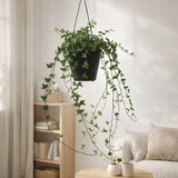 Hedera Helix Green - Ø19cm - ↕cm en situation
