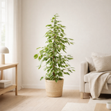 Ficus Benjamina Goldenking - Ø21cm - ↕95cm + mand Selin en situation