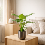 Alocasia Cucullata - Ø19cm - ↕65cm + Pot Mayk Plomb en situation
