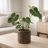 Philodendron Glorious en pot brun Ø15 cm H40 cm en situation