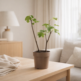 Ficus Bornholm Ø15 cm H40 cm en situation