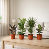 Lot de 4 plantes d'intérieur Ø17 cm H55-75 cm en situation