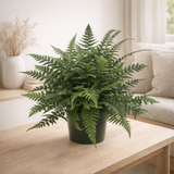 Fougère Polystichum tsussimsense 17 cm verte en situation