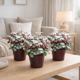 Lot de 3 Gaultheria 'Big Berry' rouge et verte en situation
