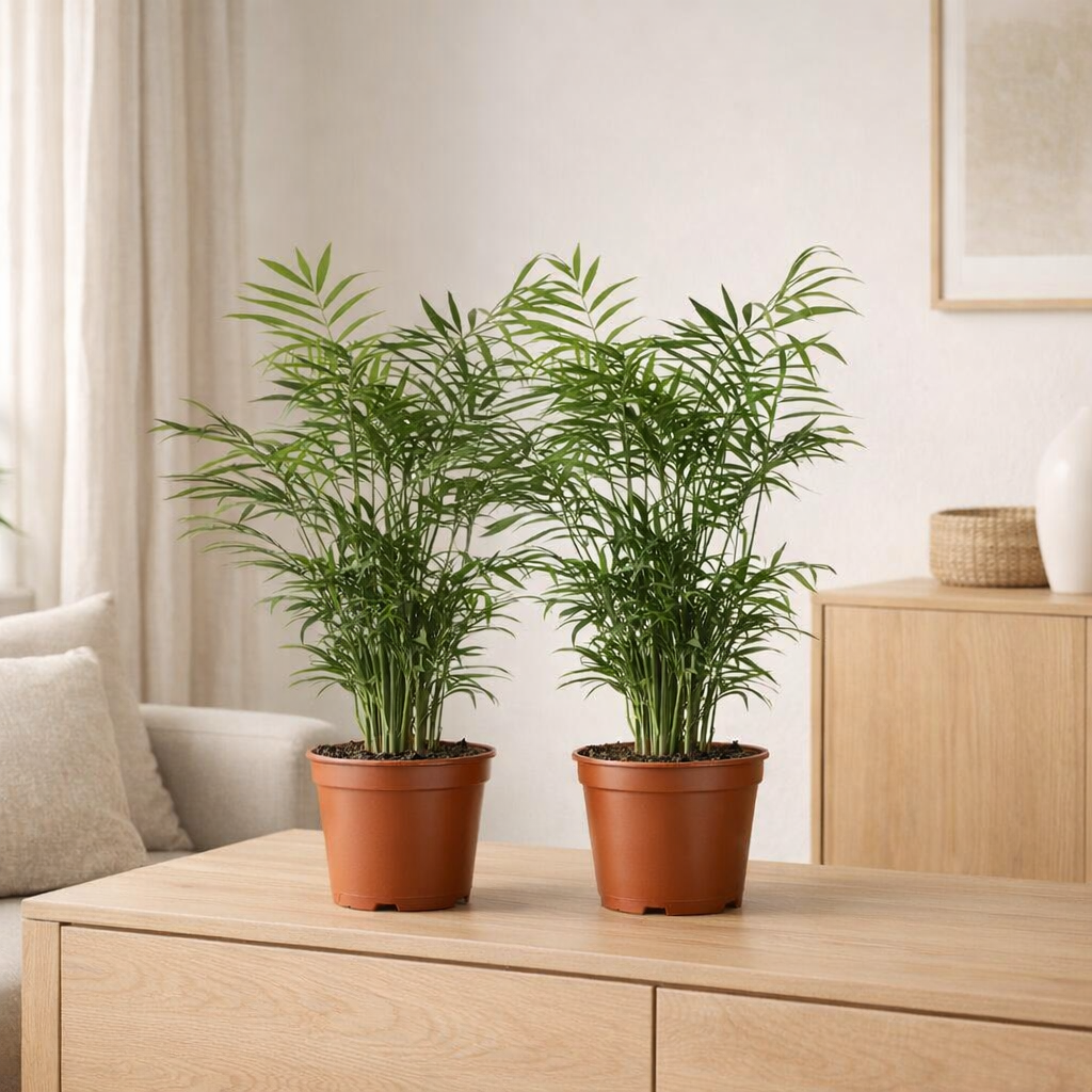 Chamaedorea elegans - 2 pièces - Ø17cm - ↕55cm en situation