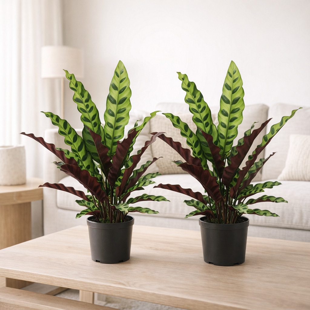 Calathea Lancifolia Insignis - 2 pièces - Ø14cm - ↕45cm en situation