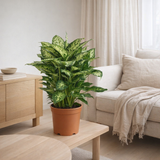 Dieffenbachia compacta en pot Ø19 cm hauteur 60 cm en situation