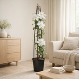 Clematis 'Madame le Coultre' + Light Label - Ø23cm - ↕115cm en situation
