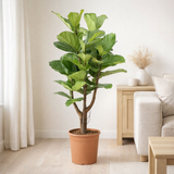 Ficus lyrata ramifié - Ø27cm - ↕120cm en situation