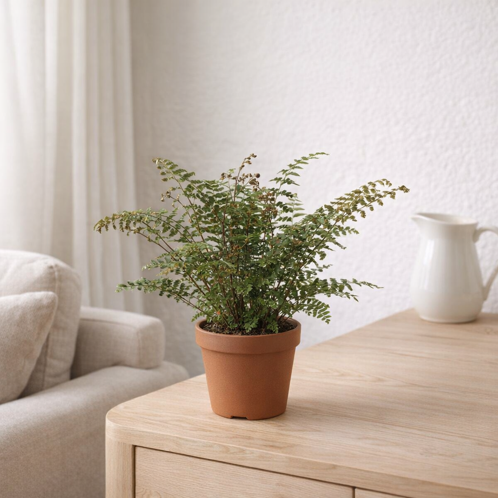 Didymochlaena truncatula - Ø17cm - ↕50cm en situation