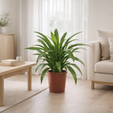 Hymenocallis attrayant - Ø27cm - ↕80cm en situation