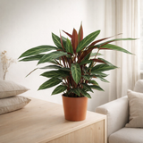 Calathea Stripestar Living - Ø17 ↕65 en situation
