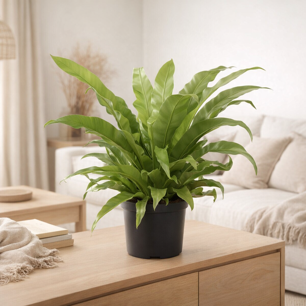 Asplenium Antiquum - Ø23cm - ↕60cm en situation