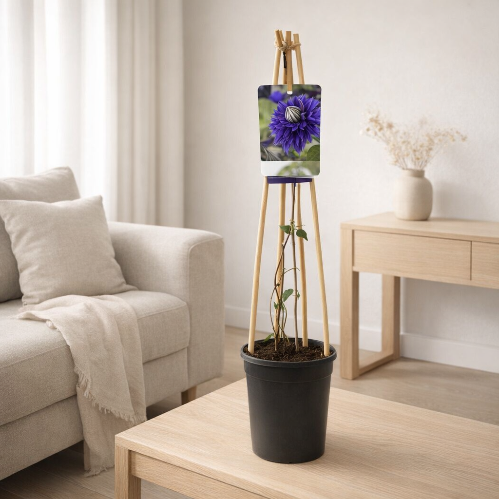 Clématite Multi Bleu en pot Ø17 cm hauteur 75 cm en situation