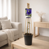 Clématite Multi Bleu en pot Ø17 cm hauteur 75 cm en situation