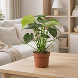 Délicieux monstera tauerii 12cm - Ø12cm - ↕30cm en situation