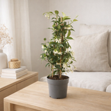 Trachelospermum jasminoures piramide p15 - Ø15cm - ↕50cm en situation