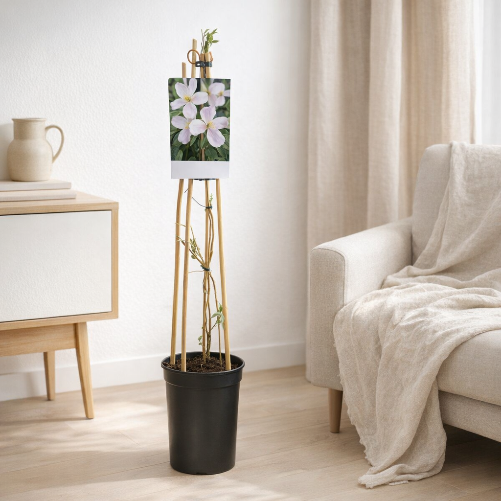 Plante Clematis Montana rose en situation