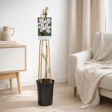 Plante Clematis Montana rose en situation