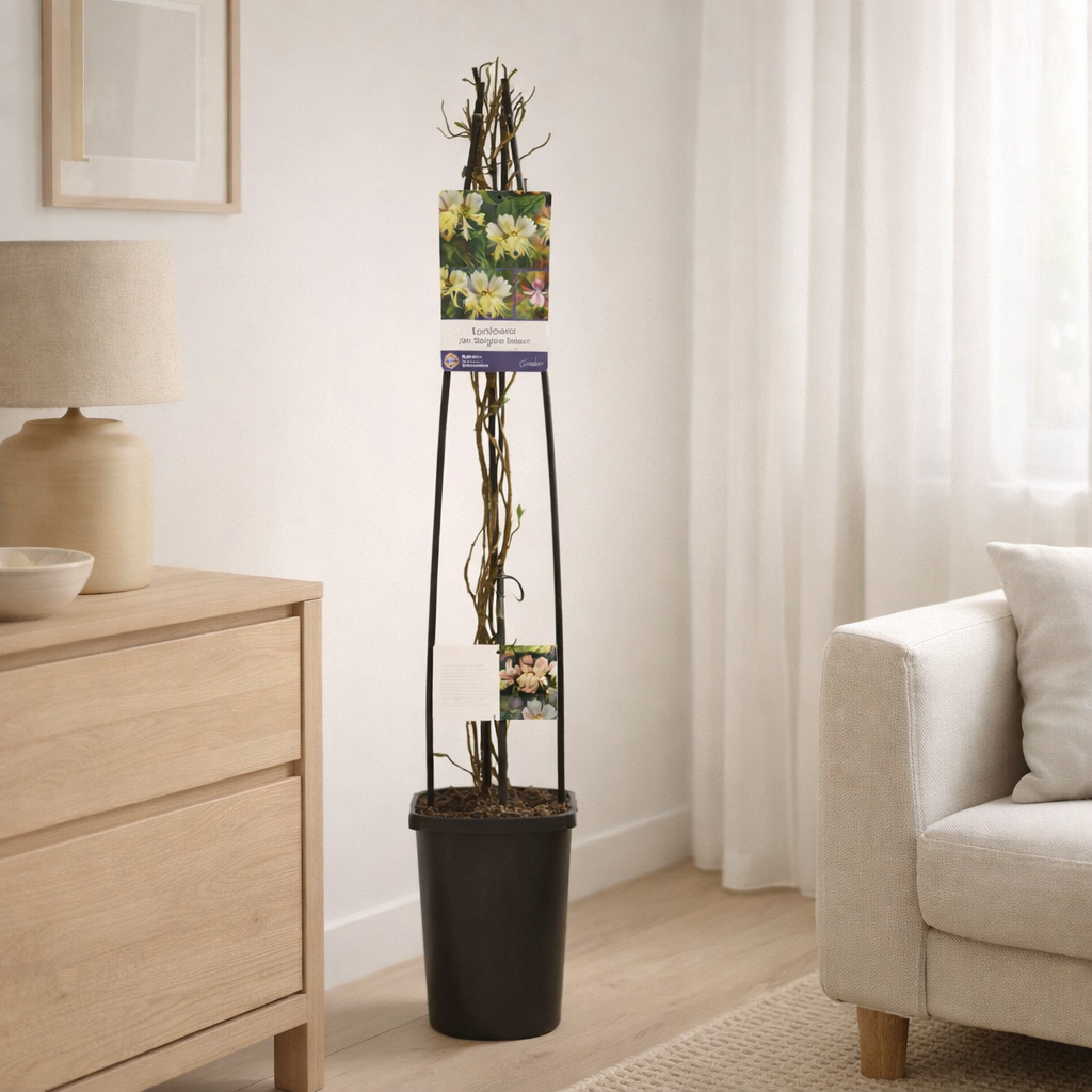 Lonicera à travers. 'Belge Select' - Ø23cm - ↕115cm en situation