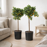 Calamondin OP Stam - Ø26cm - ↕100cm en situation