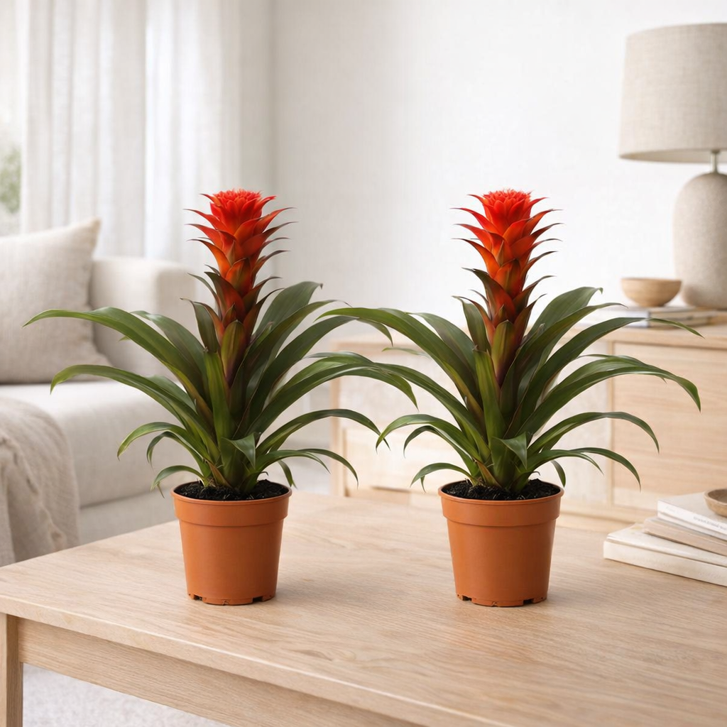 Guzmania Hope - 2 pièces - Ø12cm - ↕40cm en situation