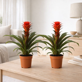 Guzmania Hope - 2 pièces - Ø12cm - ↕40cm en situation