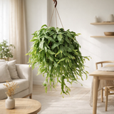 Rhipsalis Crispata - Ø21cm - ↕50cm en situation