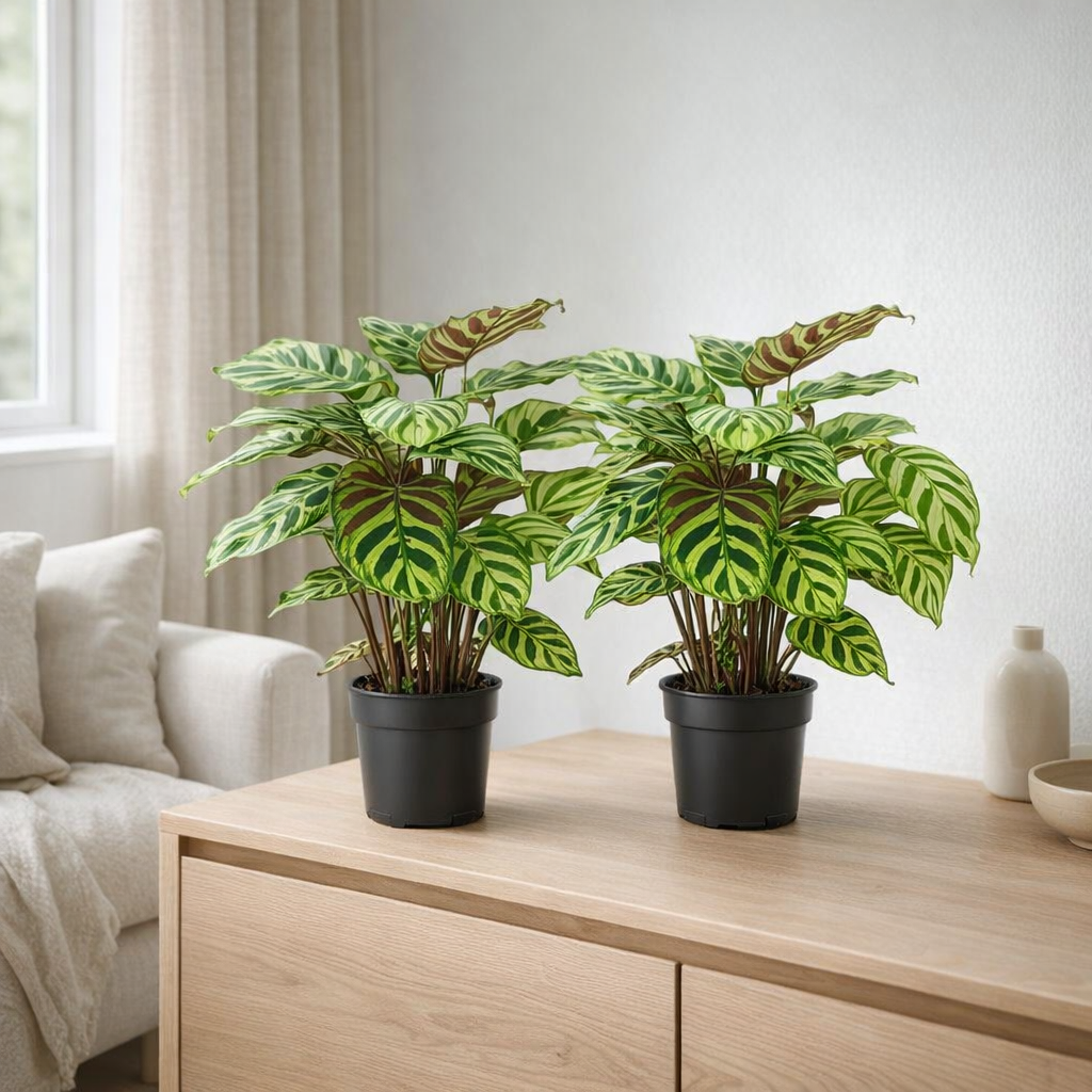 Calathea Makoyana - 2 pièces - Ø14cm - ↕45cm en situation