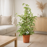Ficus Goldenking - Ø17cm - ↕60cm en situation