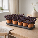 Oxalis triangularis look et goût - Ø12 cm - ↕20cm en situation