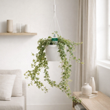 Hedera helix blanche Ø19 cm en situation
