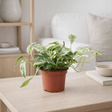 Epipremnum Marble Variegata - Ø12cm - ↕20cm en situation