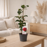 Camellia japonica 'Lady Campbell' 15 cm - Ø15cm - ↕45cm en situation