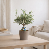 Olea olive - Ø16cm - ↕40cm en situation