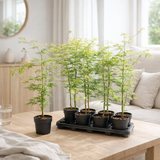 ACER Emerald Lace - Ø13cm - ↕20cm en situation