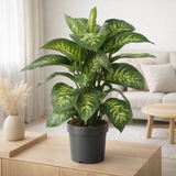 Dieffenbachia Reeva - Ø24cm - ↕75cm en situation